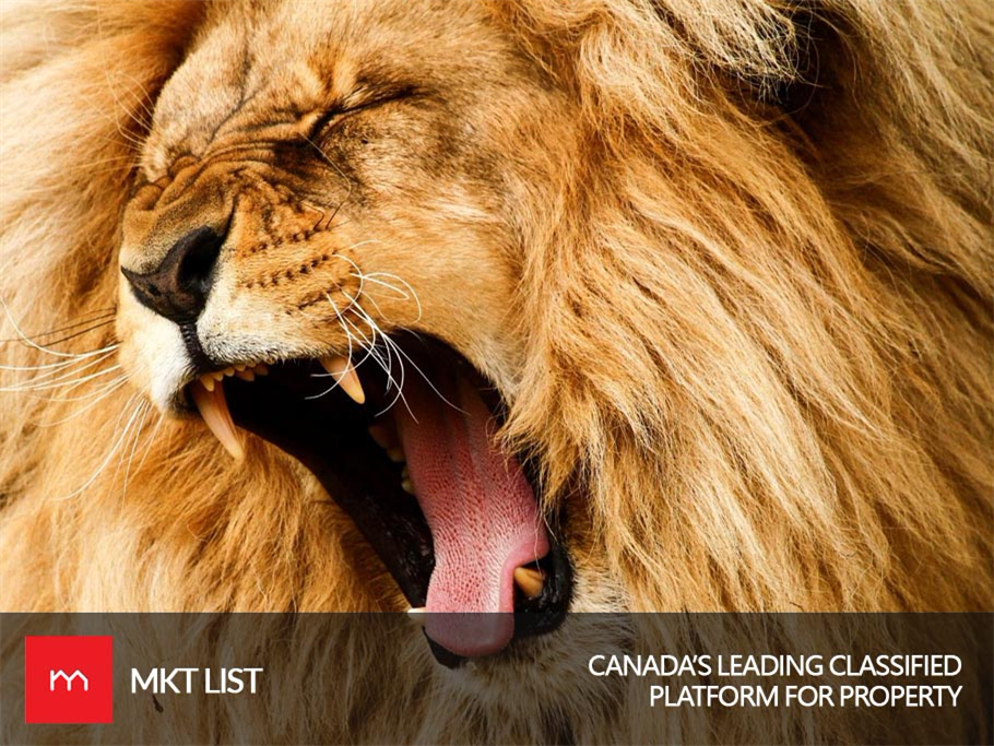 Ranking 15 of the Most Dangerous Animals Alive on Earth! MKT List