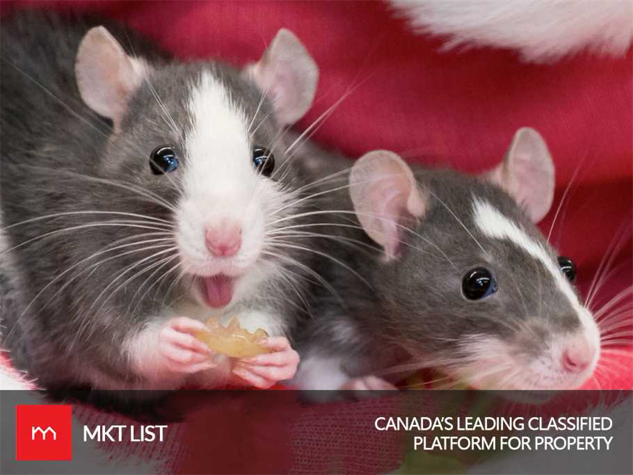 Vancouver : The Rattiest City in the World!
