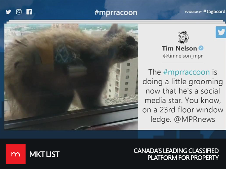 The little Raccoon Got an Overnight Sensation on Social Media!