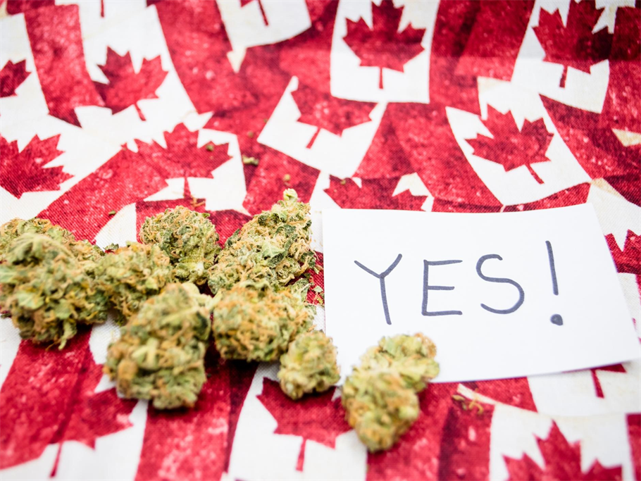 Cannabis Legalization: These Rules and Regulations Must be Followed! 