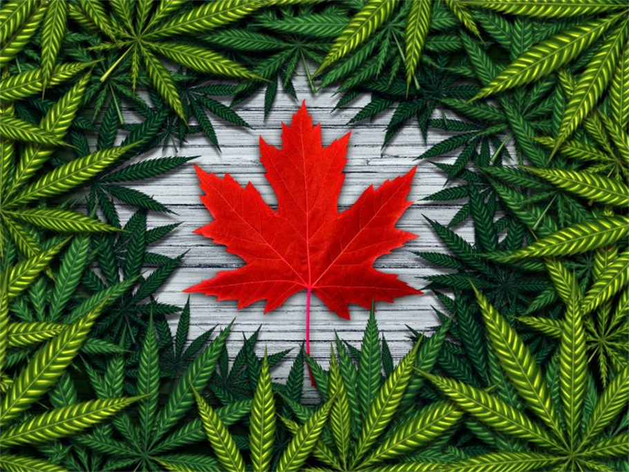Things You Need to Know Before the Official Legalization of Cannabis in October!