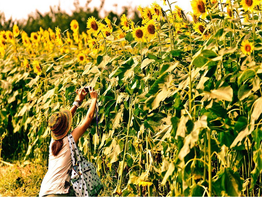 After Tulip Here Comes the Magnificent Sunflower Festival but When and Where?